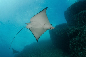 Eagle Ray close to the surface, Acapulco Mexico by Alejandro Topete 